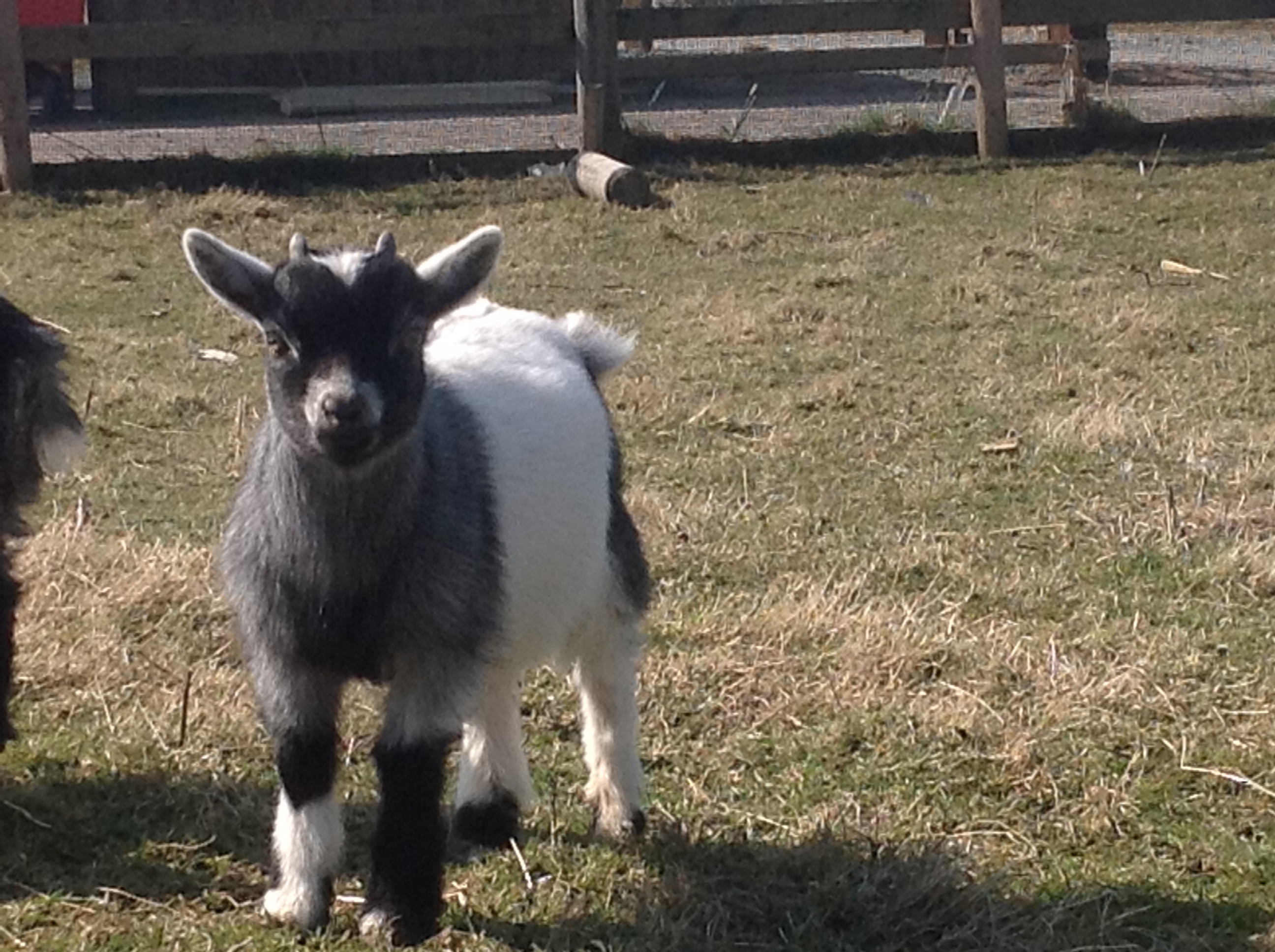 pygmy goat wether Manorafon farm