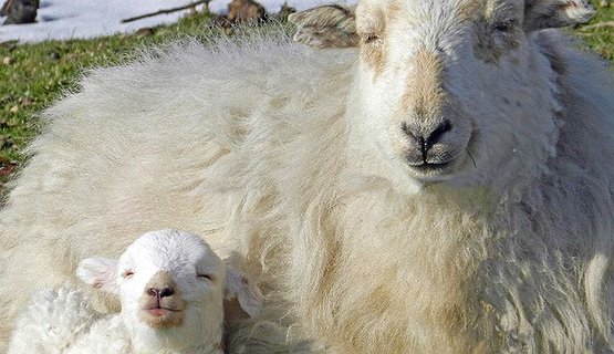 Sheep & Slate