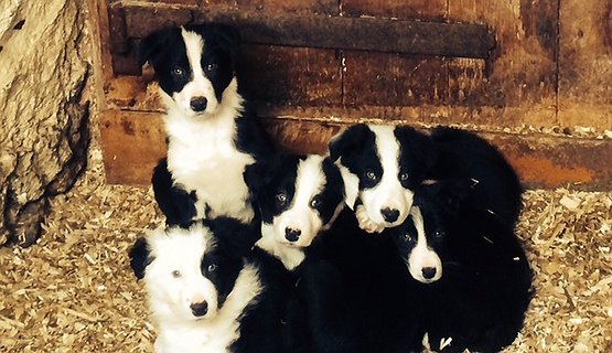 One Man & His Collie Dog or Sheepdog